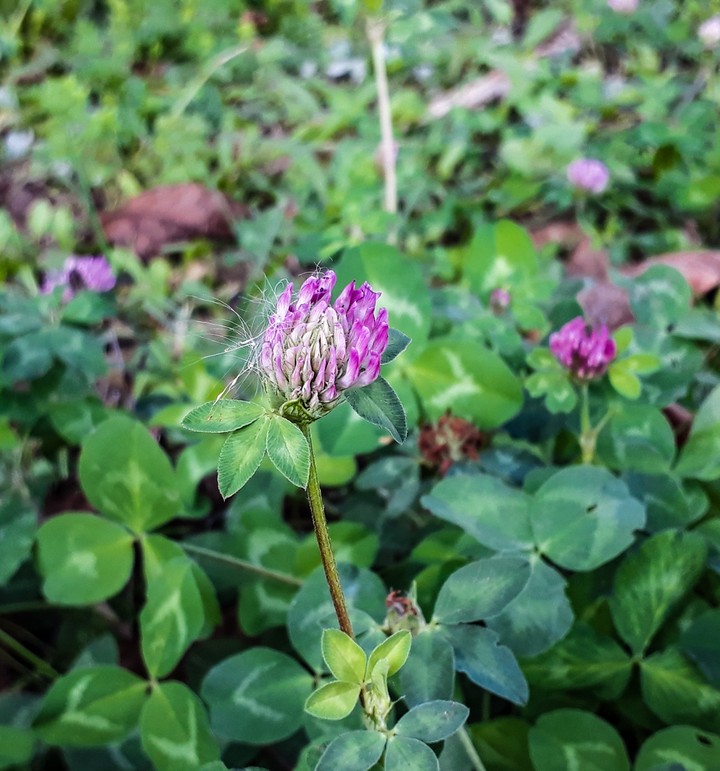 Pink flower