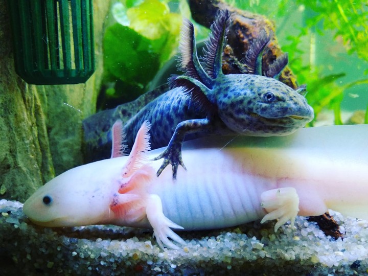Axolotl