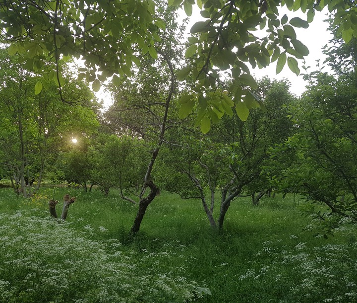 garden