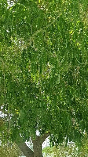 green ?