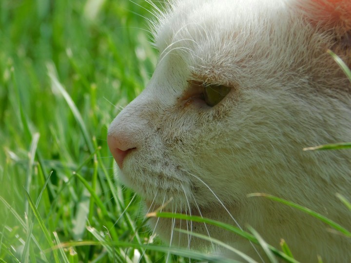 A cat A watching