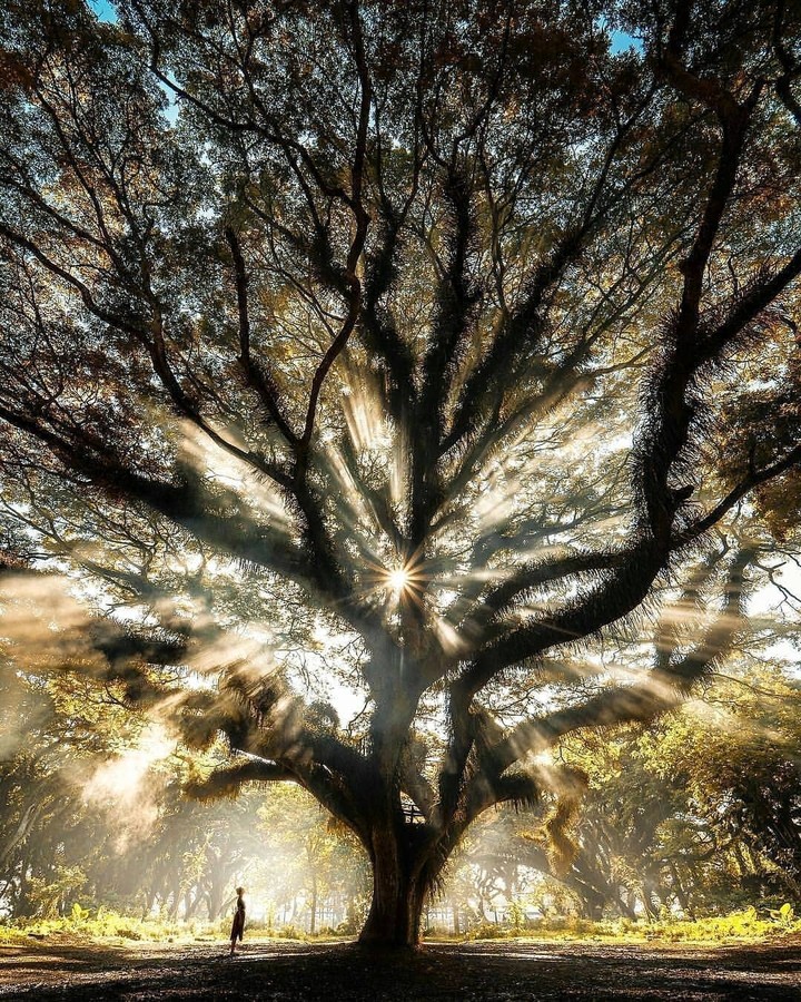 A beautiful canopy
