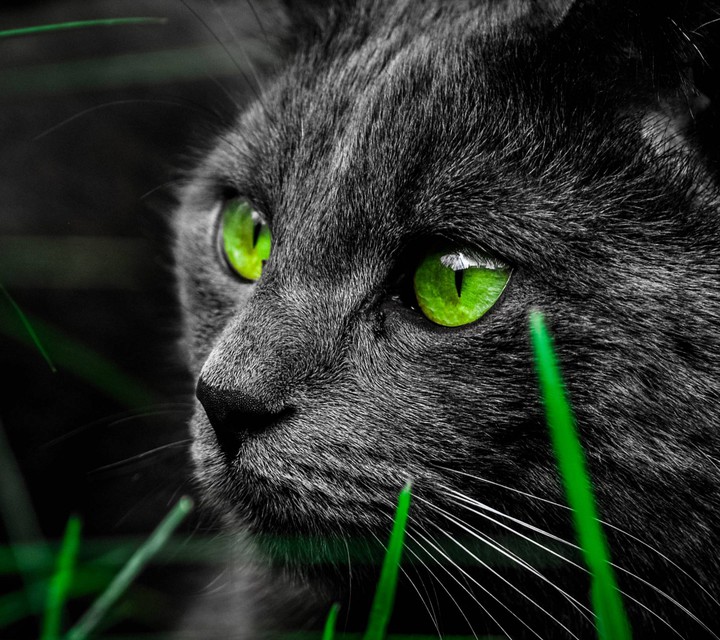 Кошка