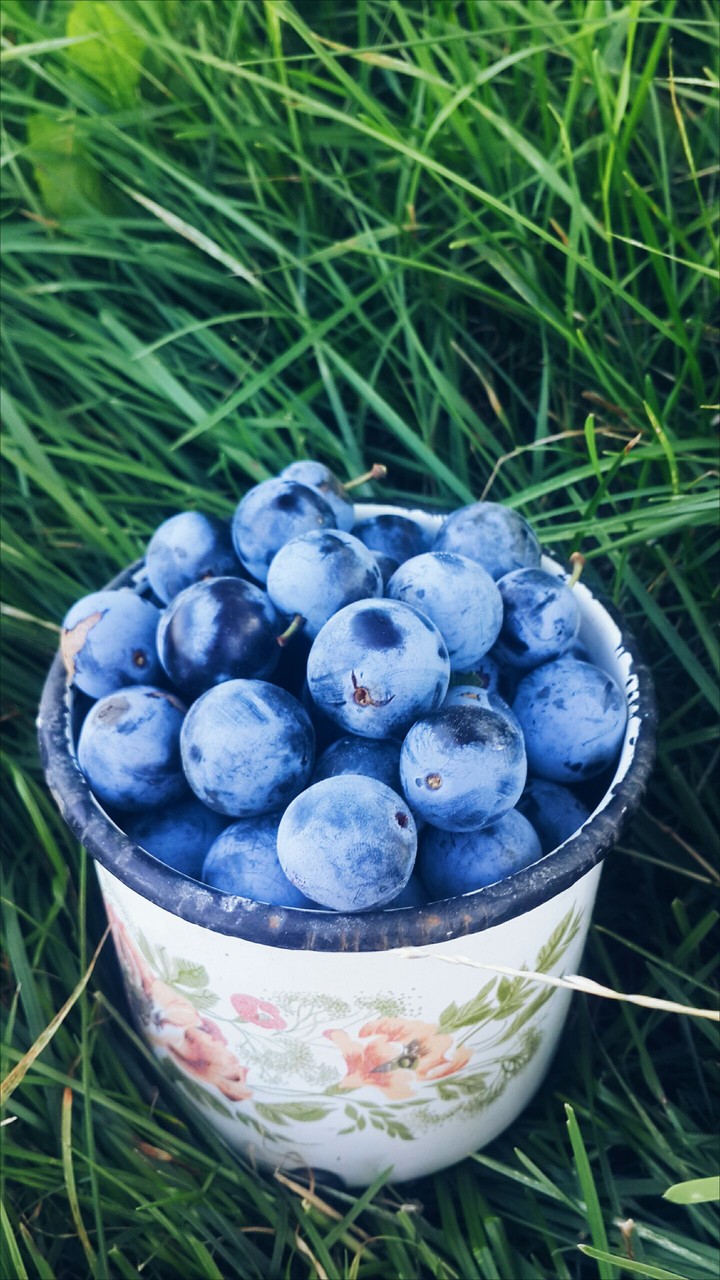 Home Sloe