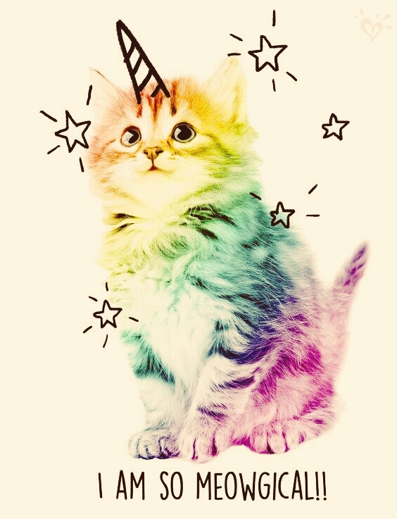love cat