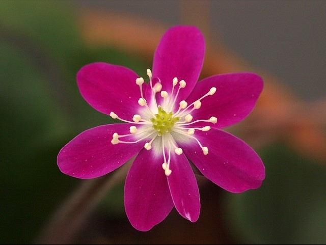 flower purple
