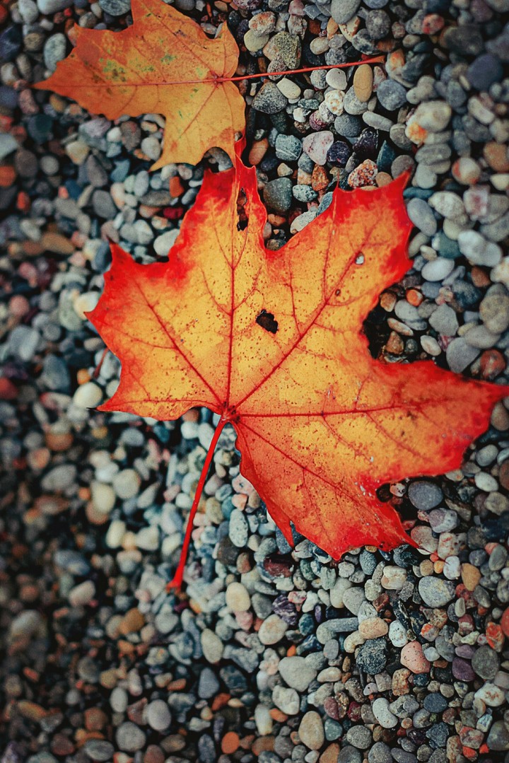 Maple leaf