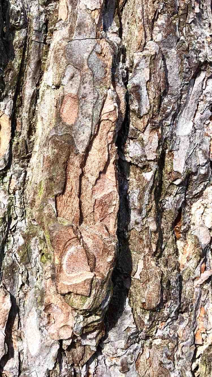 tree bark