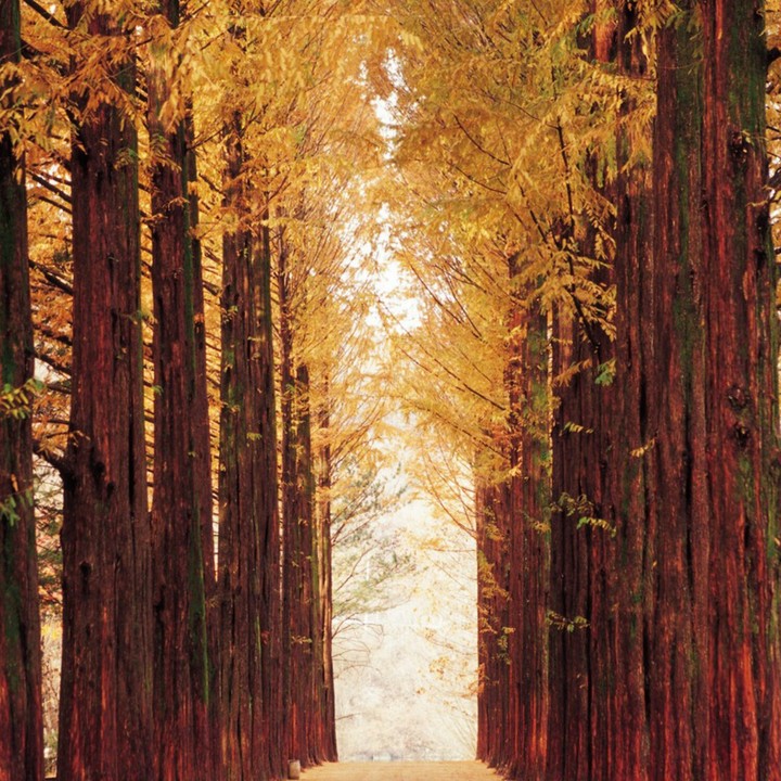 Trees Way
