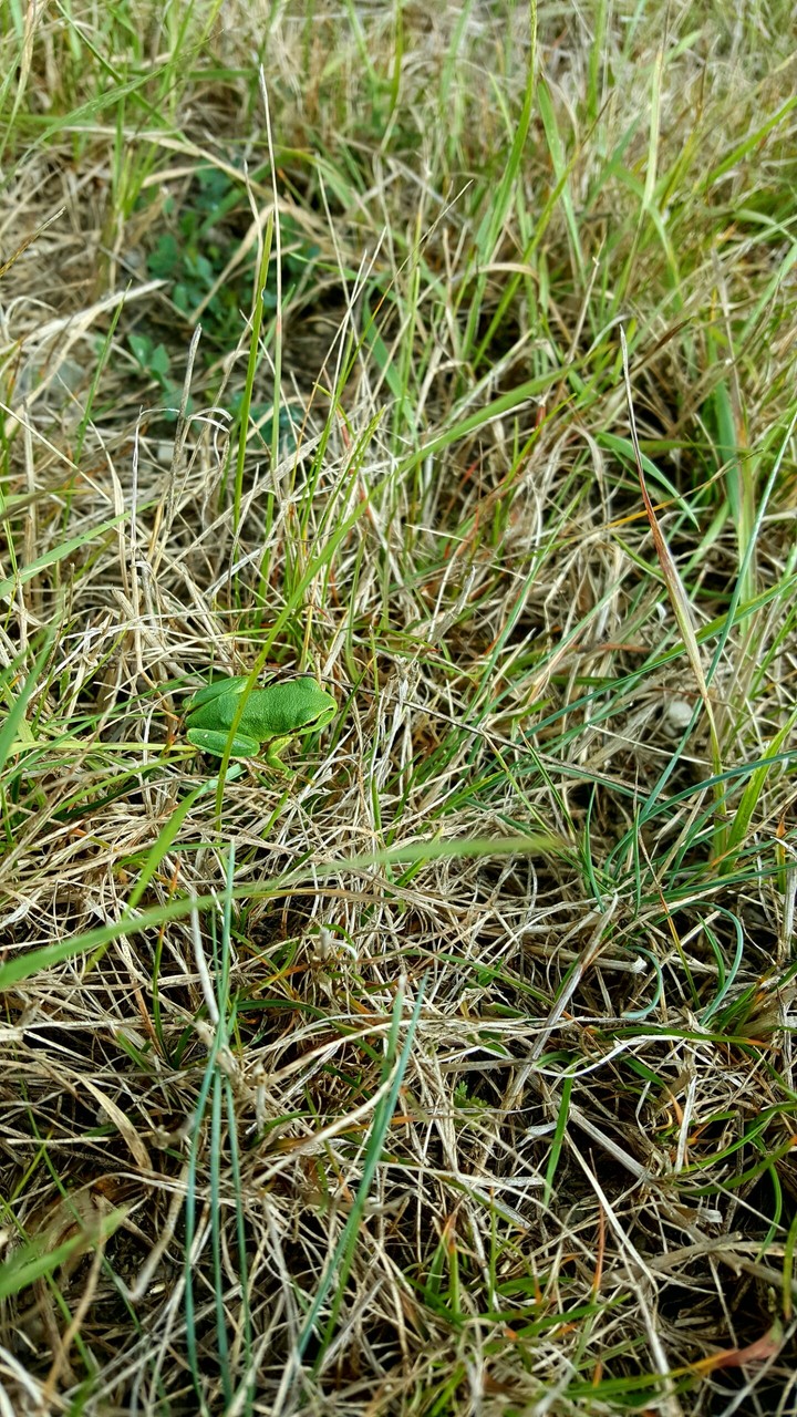 Frosch