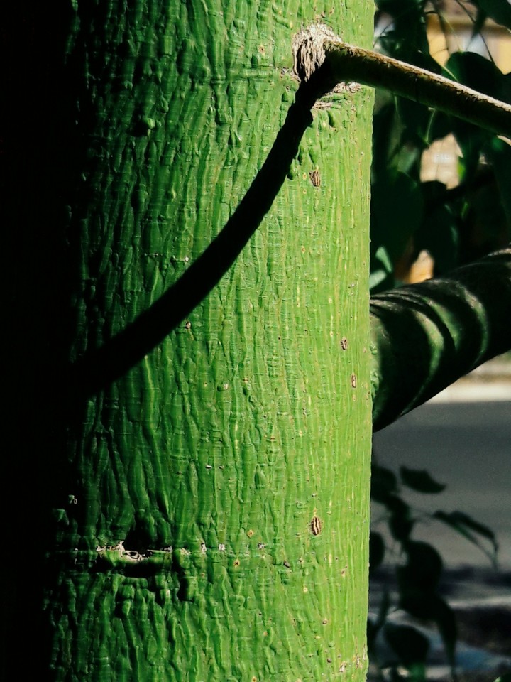 Hello Tree.