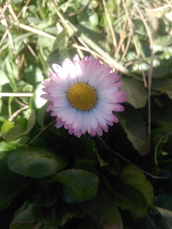 flowers beauty