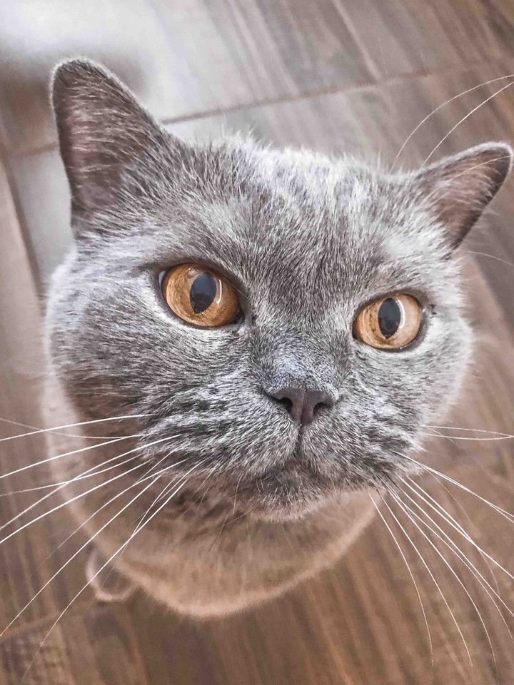 cat