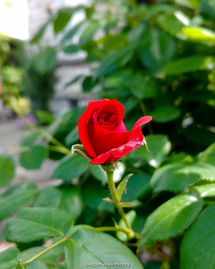the red rose