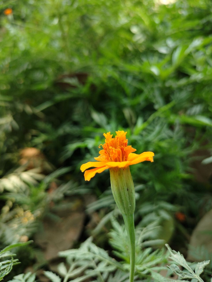 Garden photo
