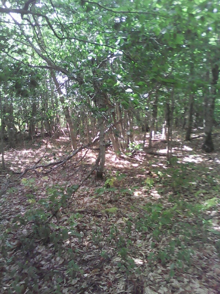 Middle of Forest