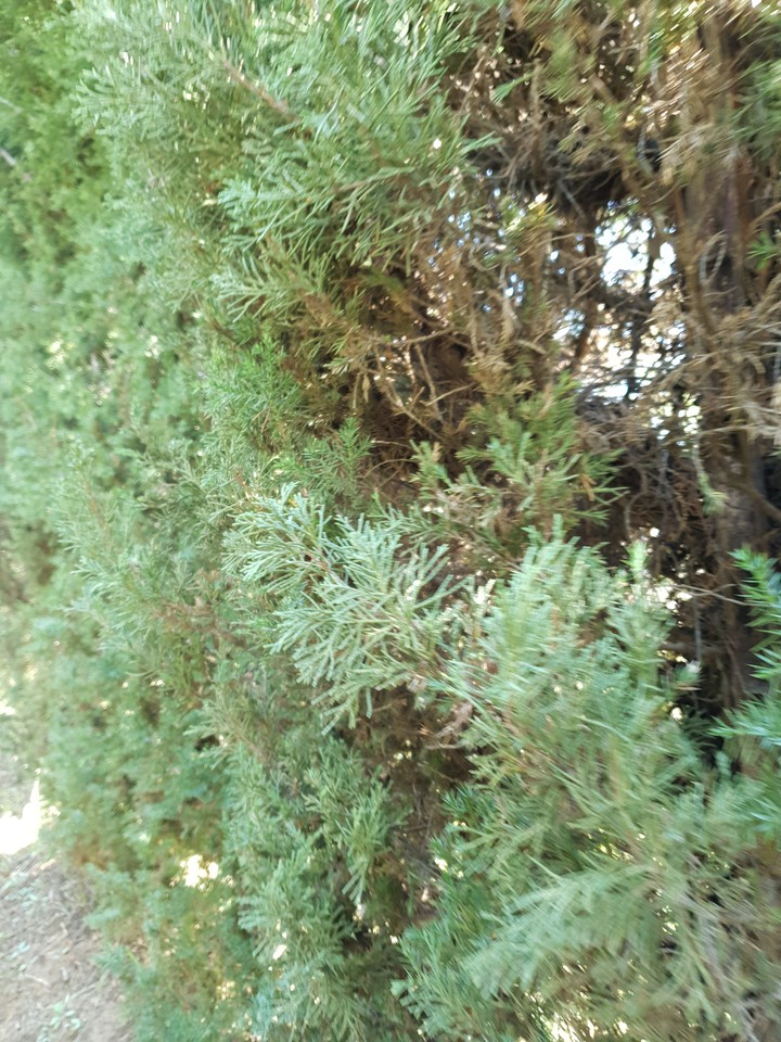 솔향기