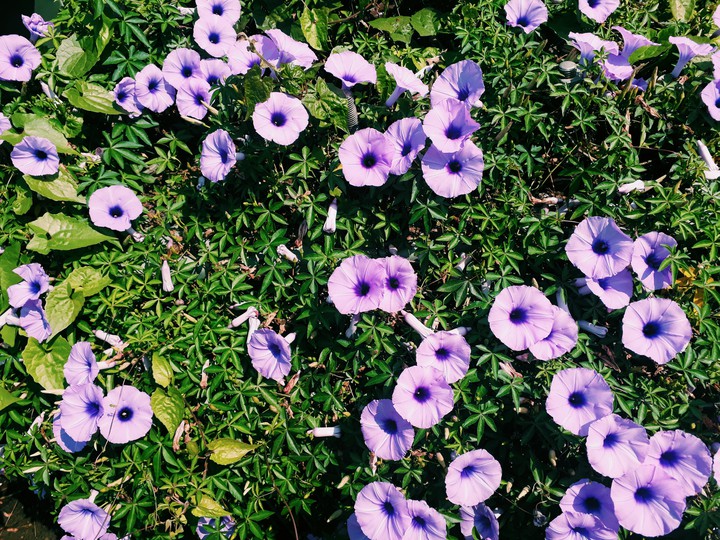 wild flower