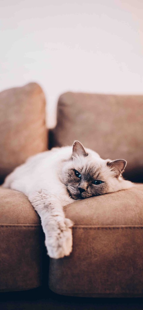 кот