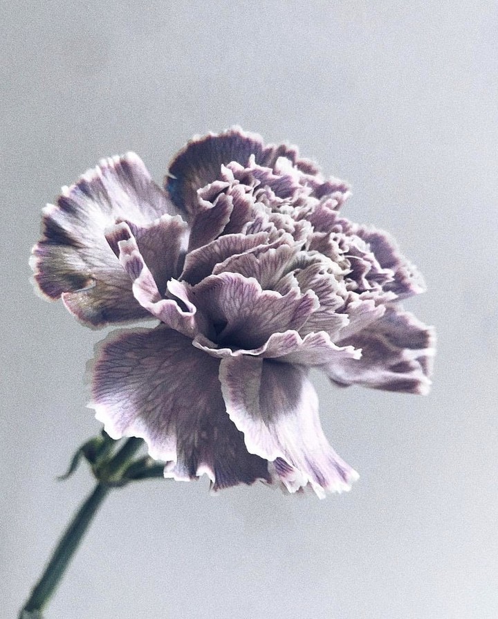 clove pink