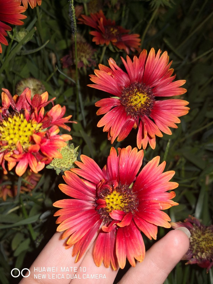 flower in night
