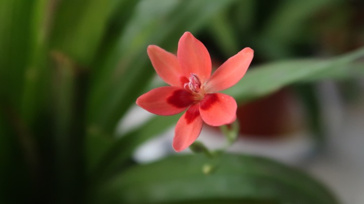freesia laxa