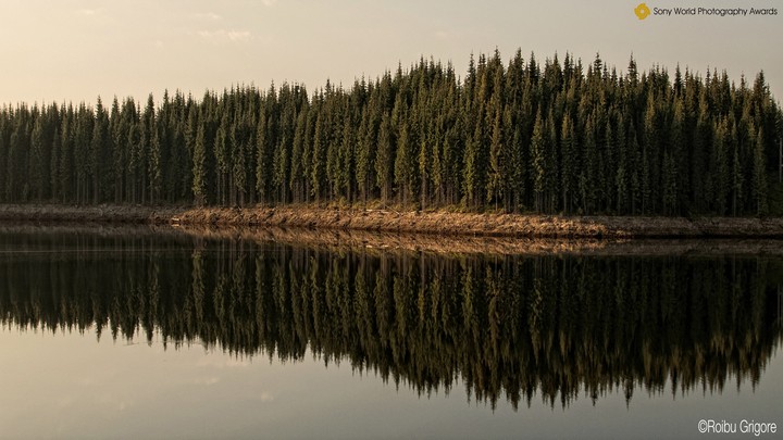 trees