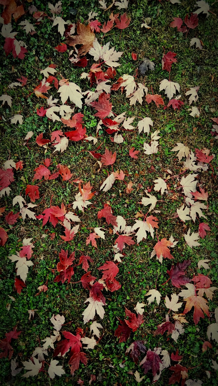 Fall