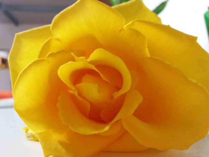 rose