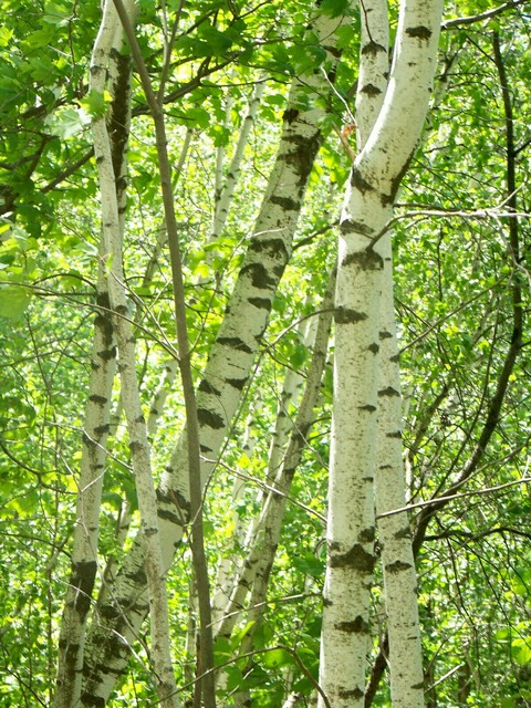 Birches in summer