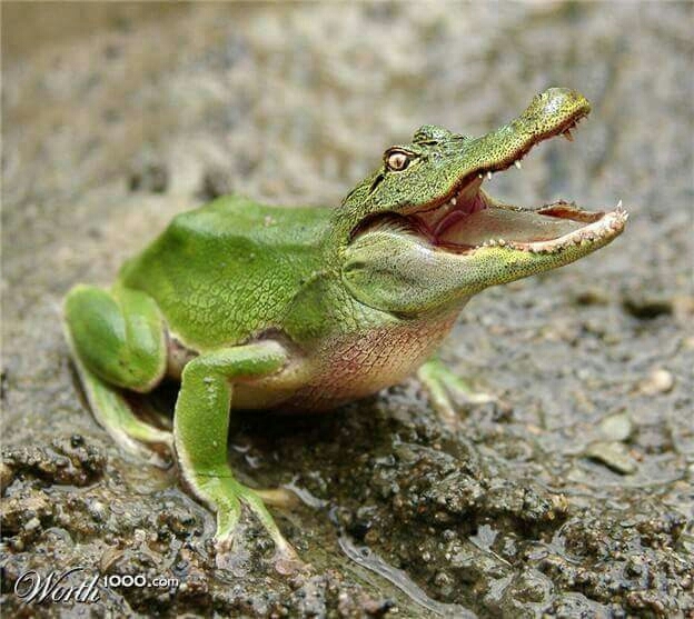 HYBRID FROG