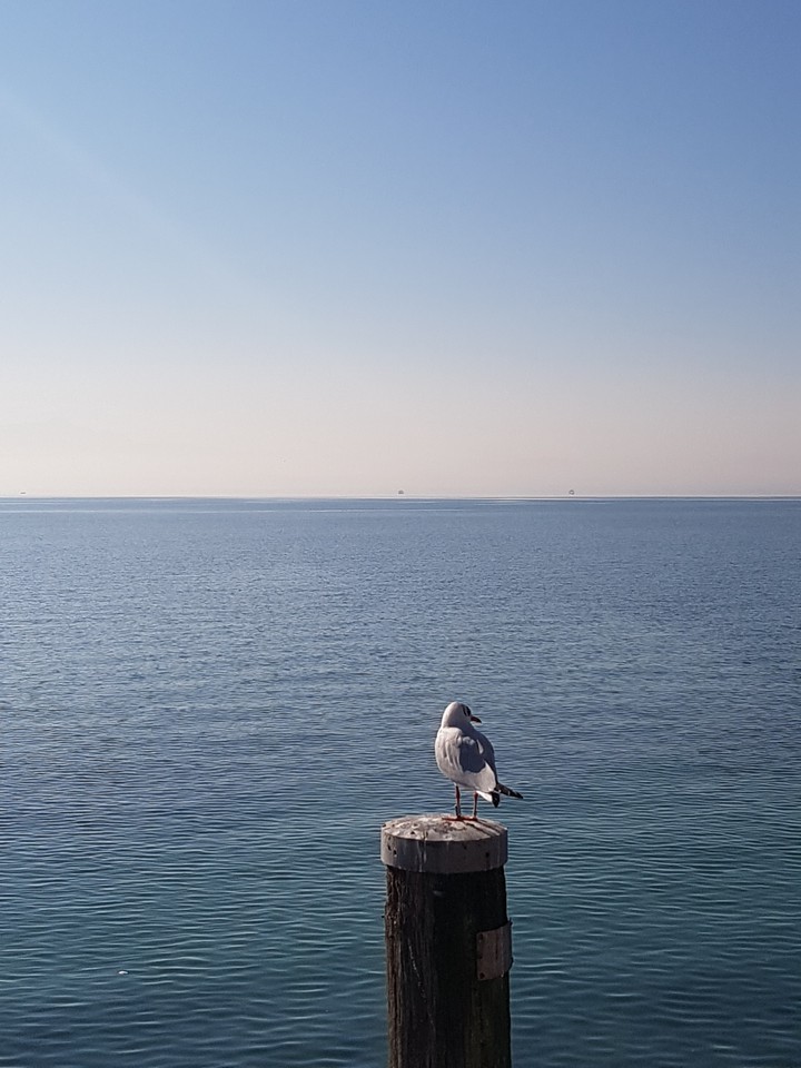 eine Möwe