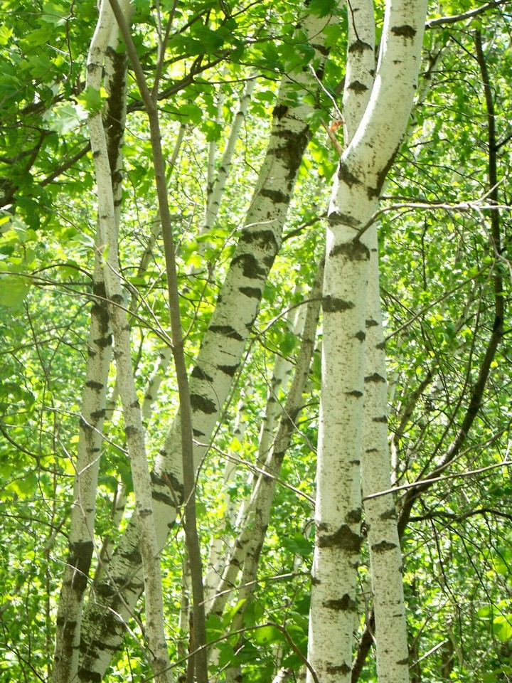 Birches in summer