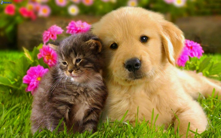 Puppy