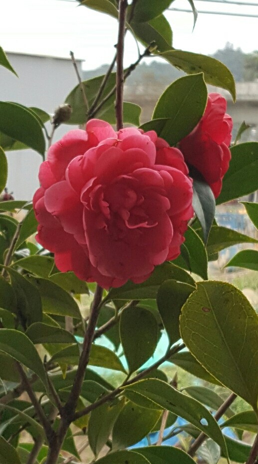 綻放美