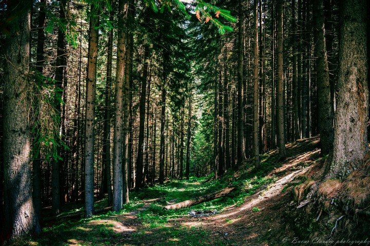 The Forest