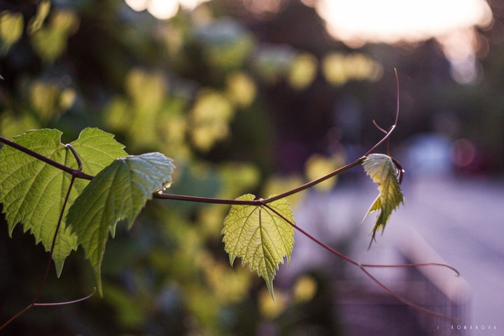 Vine leaves