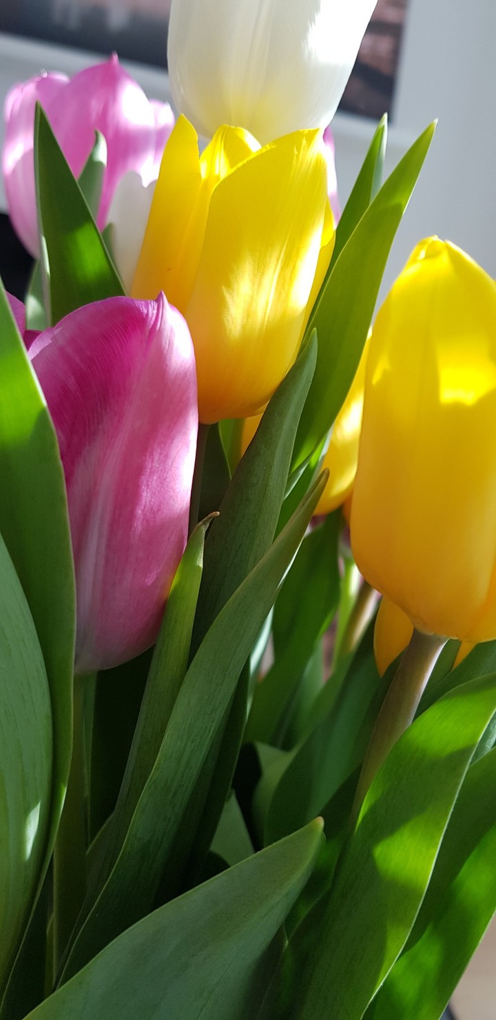 Tulips