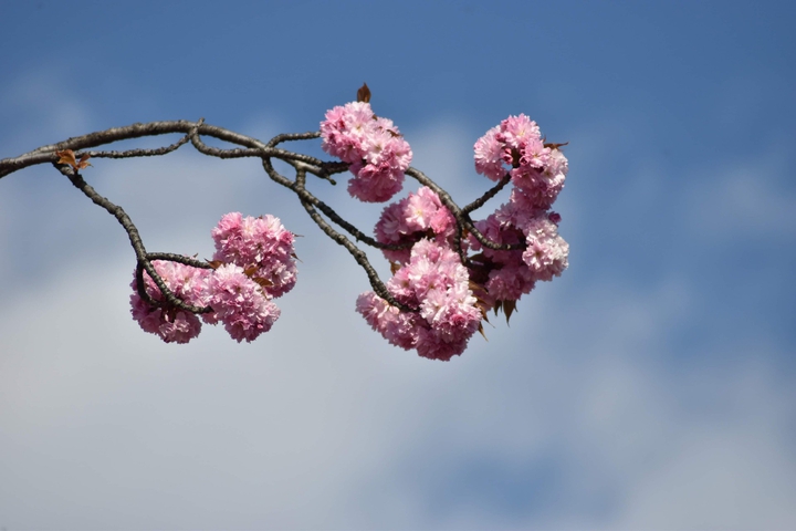 sprig