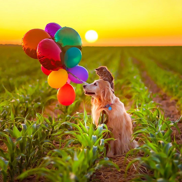 dog no milharal