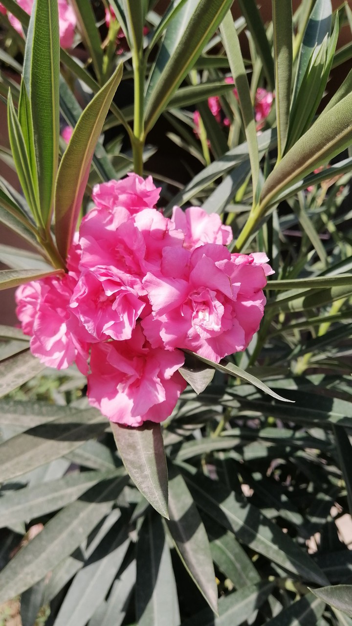 pink flower