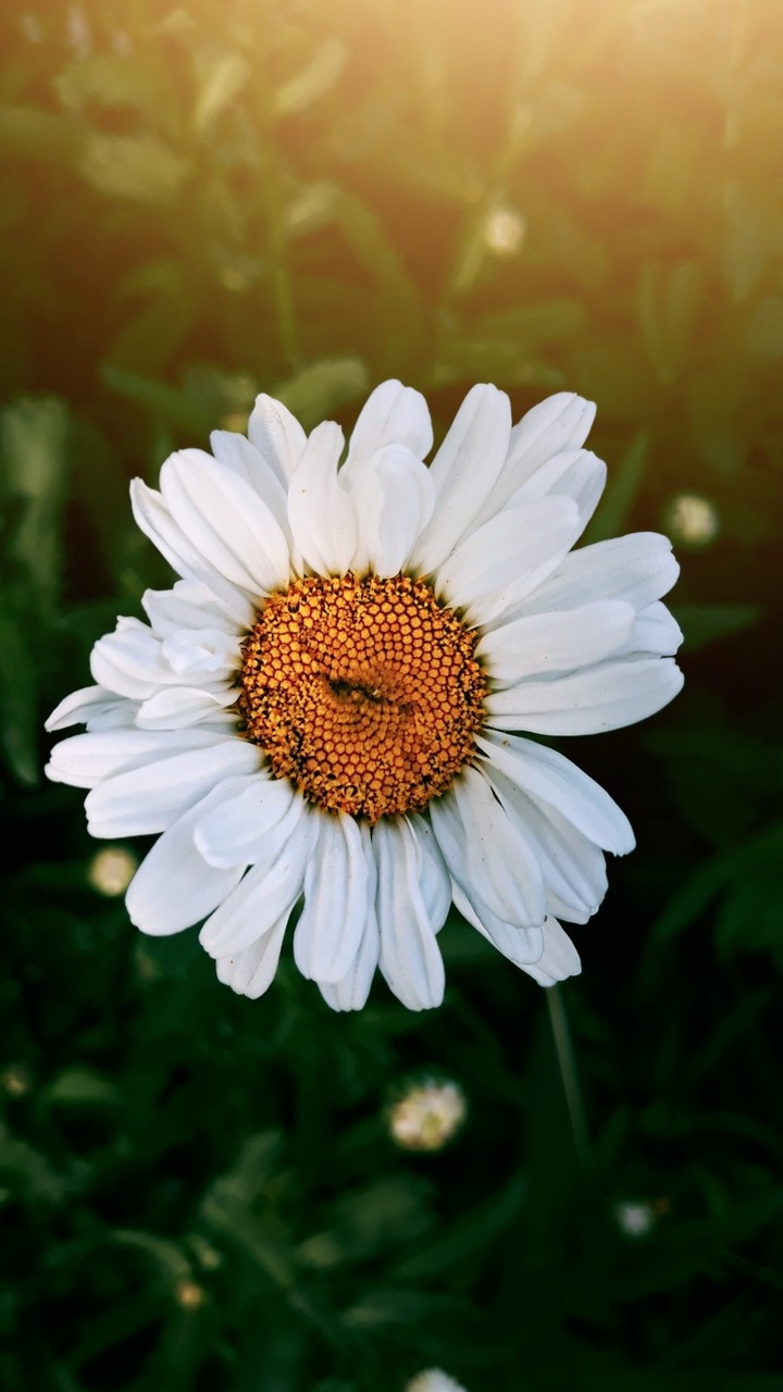 chamomile