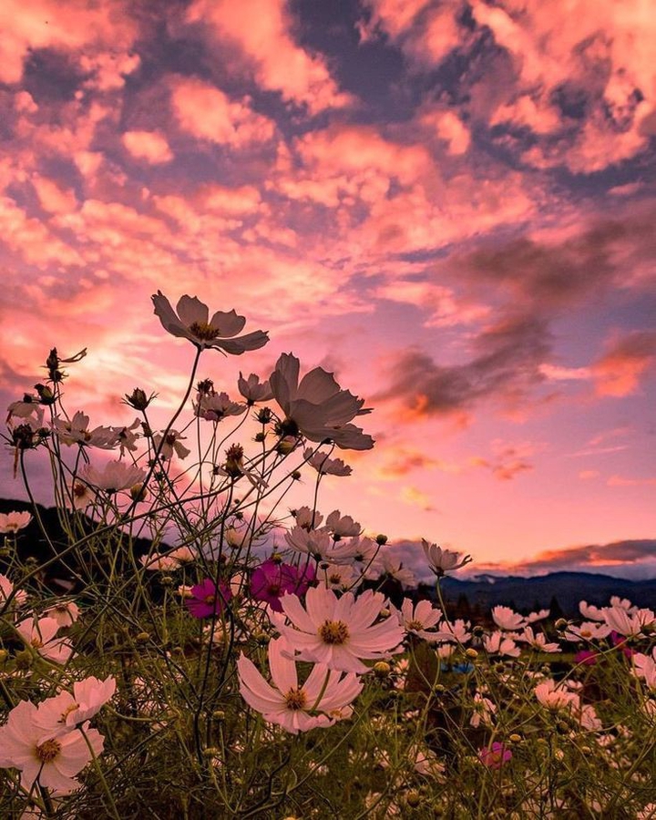 The sky and the flowers