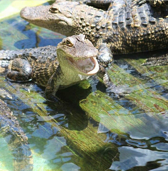 Baby Alligator