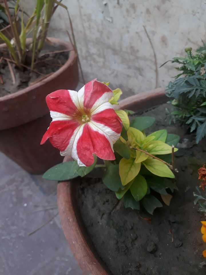 Amazing flowers