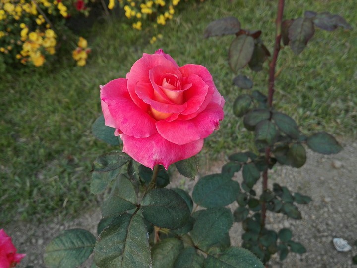 roses
