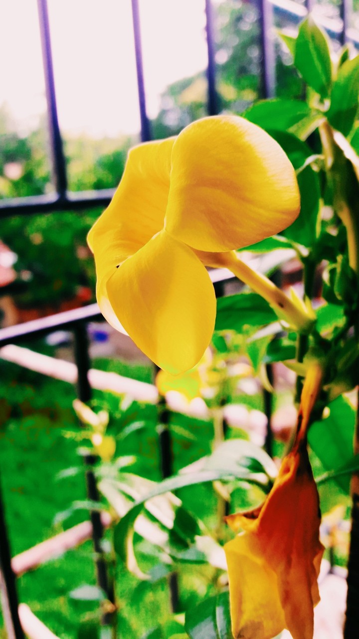 yellow flower