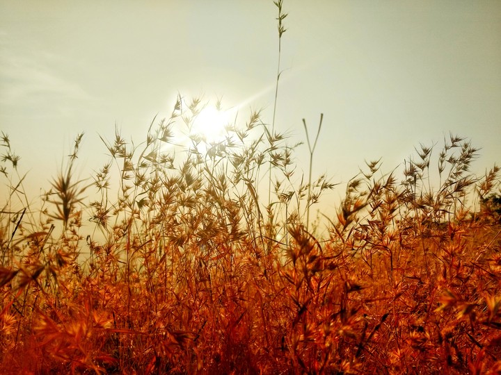 sunshine glory