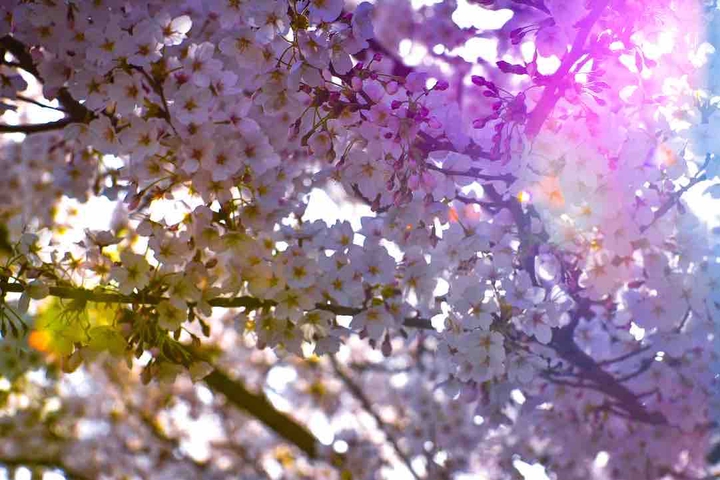 예쁜 밪꽃