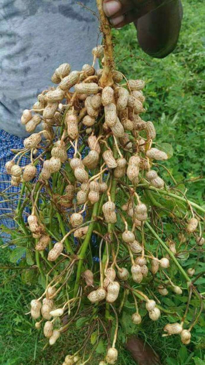 Peanuts